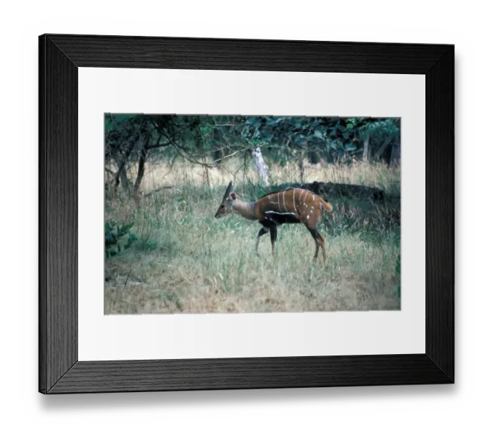 Framed Print : Western Bushbuck male Framed Print : Western Bushbuck male