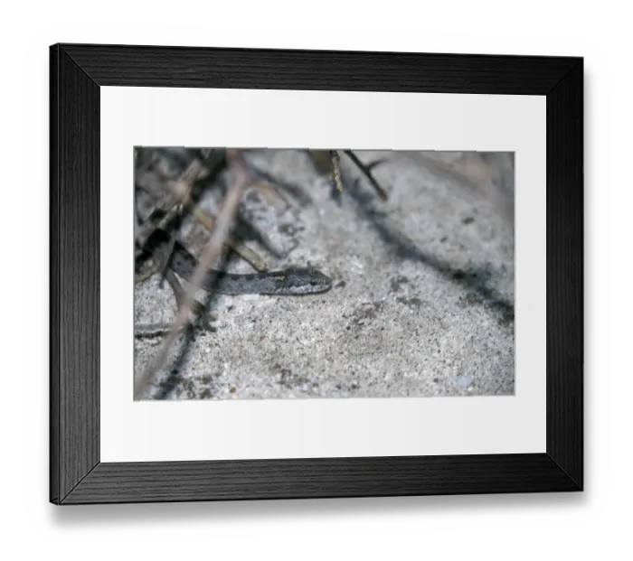 Framed Print : Central Galapagos Racer - Santa fe Island Framed Print : Central Galapagos Racer - Santa fe Island