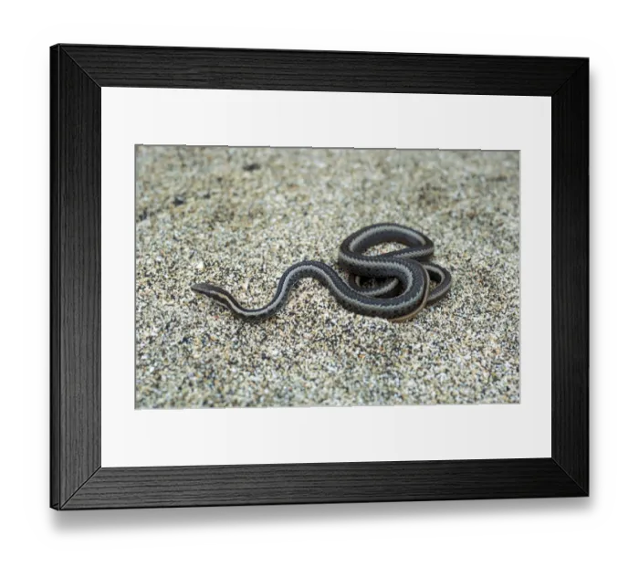 Framed Print : Hood Racer - Galapagos Islands Framed Print : Hood Racer - Galapagos Islands