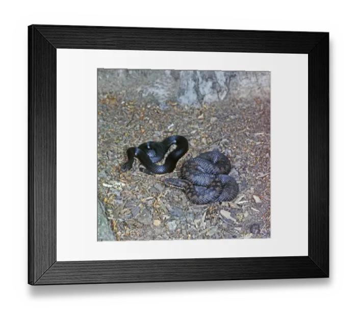 Framed Print : Balkan Adder - left snake is a melanic variety Framed Print : Balkan Adder - left snake is a melanic variety