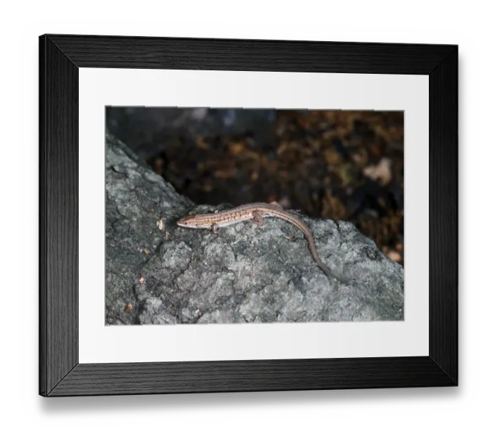 Framed Print : Spanish Sand Racer Framed Print : Spanish Sand Racer