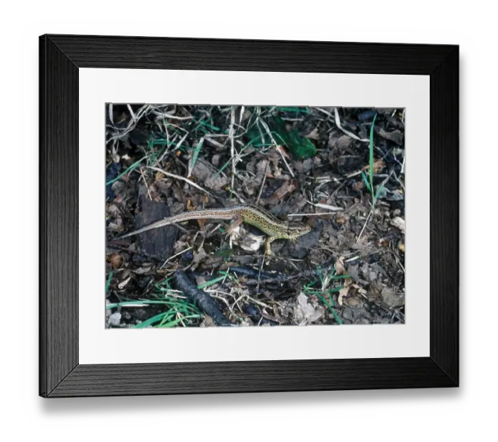 Framed Print : Balken sand Lizard Male Framed Print : Balken sand Lizard Male