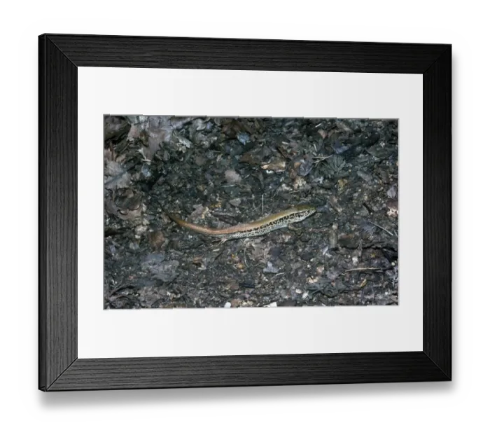 Framed Print : Red backed Sand Lizard Eastern europe Framed Print : Red backed Sand Lizard Eastern europe