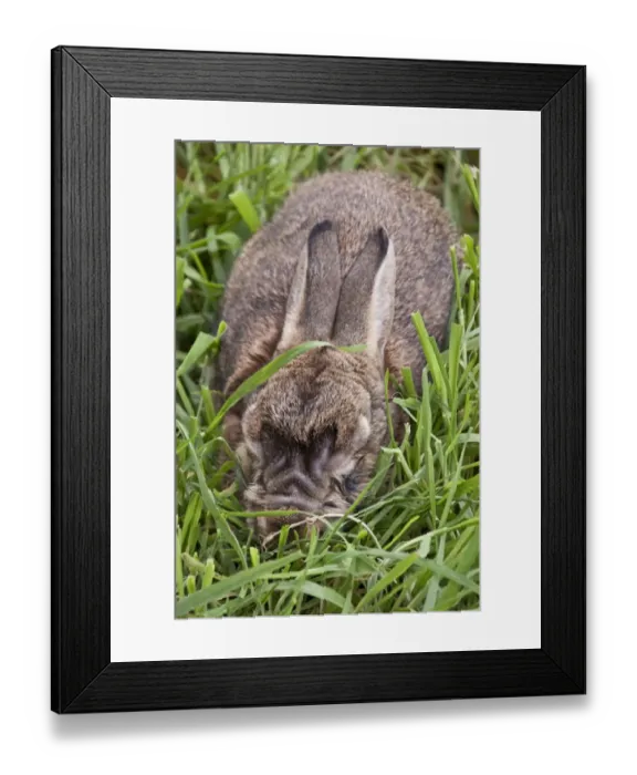 Framed Print : Rabbit with advanced stages of Myxomatosis caused by the Myxoma virus Framed Print : Rabbit with advanced stages of Myxomatosis caused by the Myxoma virus
