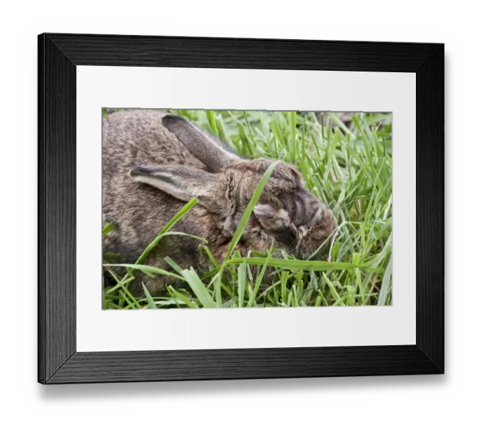 Framed Print : Rabbit with advanced stages of Myxomatosis caused by the Myxoma virus Framed Print : Rabbit with advanced stages of Myxomatosis caused by the Myxoma virus