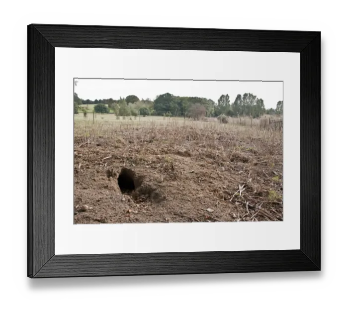 Framed Print : Rabbit burrows in sandy soil on Suffolk farmland Framed Print : Rabbit burrows in sandy soil on Suffolk farmland