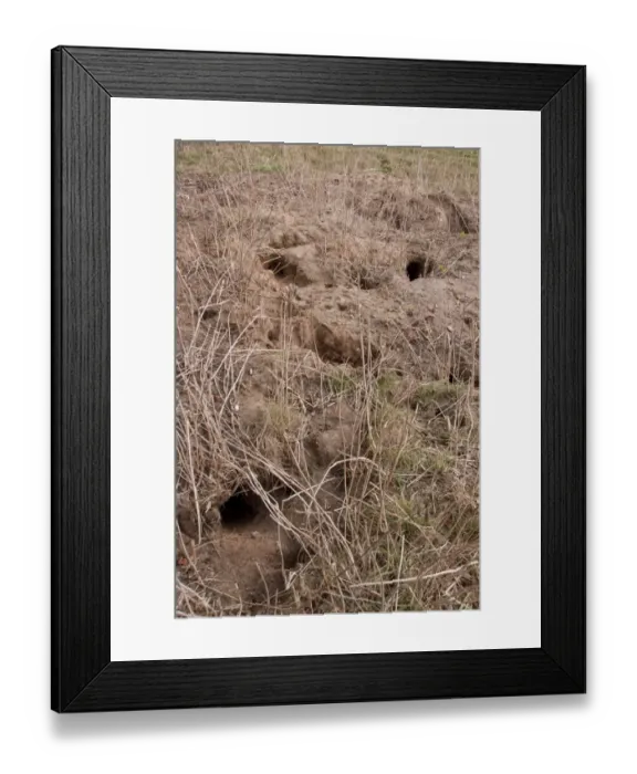 Framed Print : Rabbit burrows in sandy soil on Suffolk farmland