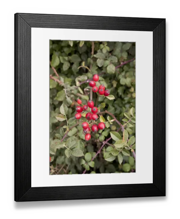 Framed Print : hedgerow berries, Dog Rose Framed Print : hedgerow berries, Dog Rose