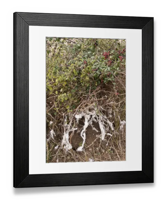 Framed Print : Sheeps wool caught on brambles Framed Print : Sheeps wool caught on brambles