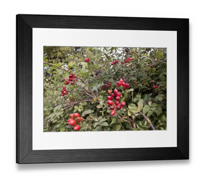 Framed Print : hedgerow berries, Dog Rose and Blackberries Framed Print : hedgerow berries, Dog Rose and Blackberries