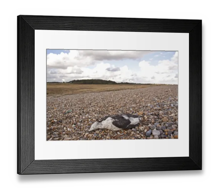 Framed Print : Young guillemot dead on shingle beach, by Dingle Marsh Suffolk coast Framed Print : Young guillemot dead on shingle beach, by Dingle Marsh Suffolk coast