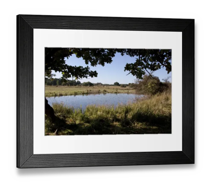 Framed Print : Darsham Marsh a marshland habitat owned by the Suffolk Wildlife Trust Framed Print : Darsham Marsh a marshland habitat owned by the Suffolk Wildlife Trust