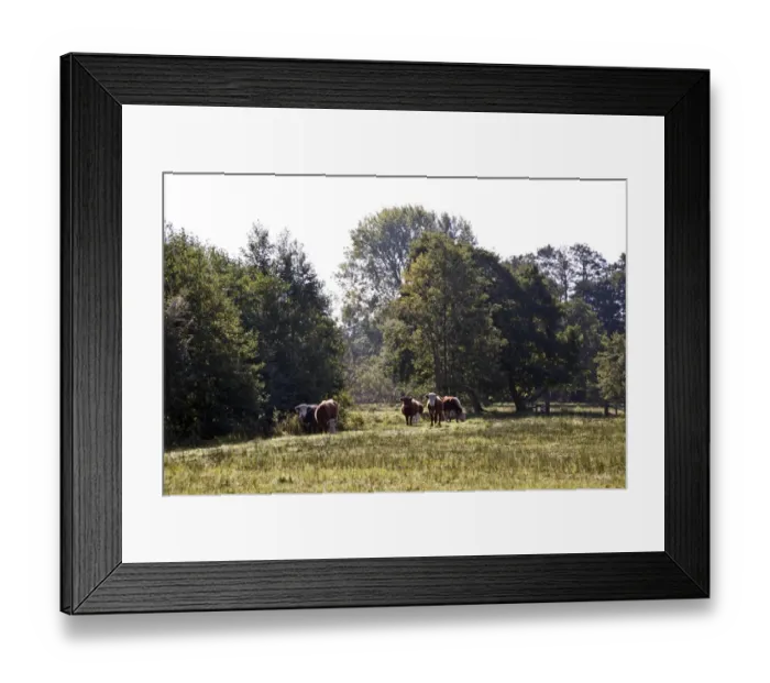 Framed Print : Cattle grazing at Darsham Marsh which are used to help maintain the marshland habitat Framed Print : Cattle grazing at Darsham Marsh which are used to help maintain the marshland habitat
