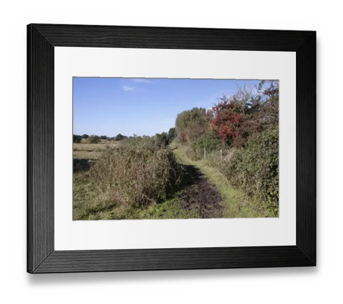 Framed Print : Footpath through Darsham Marsh, a marshland habitat owned by the Suffolk Wildlife Trust Framed Print : Footpath through Darsham Marsh, a marshland habitat owned by the Suffolk Wildlife Trust
