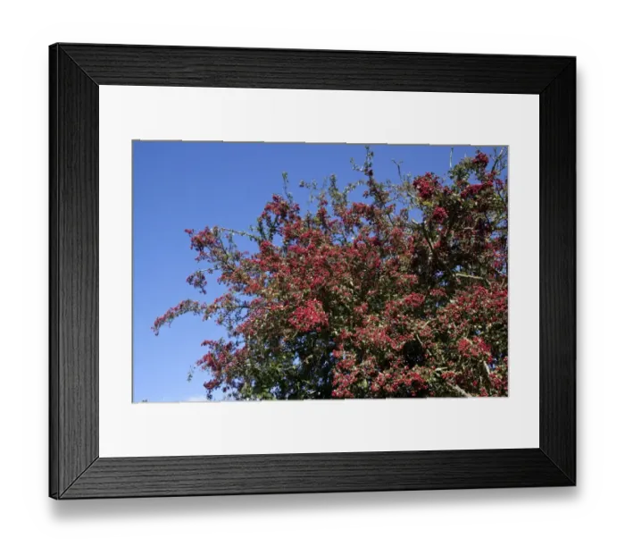 Framed Print : Common Hawthorn berries Framed Print : Common Hawthorn berries