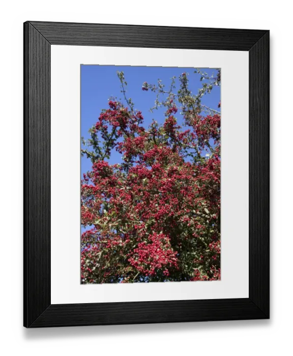 Framed Print : Common Hawthorn berries Framed Print : Common Hawthorn berries