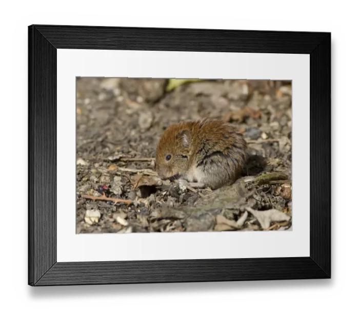 Framed Print : Bank Vole in Suffolk hedgerow Framed Print : Bank Vole in Suffolk hedgerow