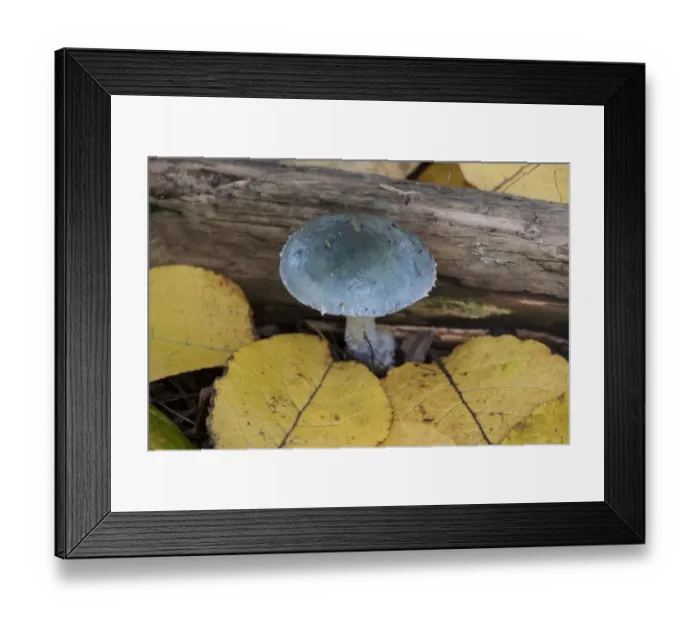 Framed Print : Stropharia aeruginosa, commonly known as the verdigris agaric. At first it is a vivid blue / green