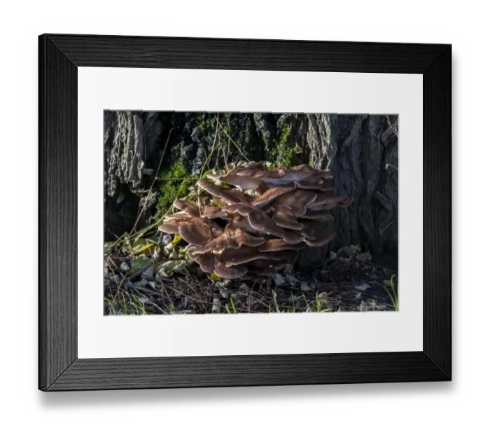 Framed Print : Grifola frondosa is a polypore mushroom that grows in clusters at the base of trees such as this one Framed Print : Grifola frondosa is a polypore mushroom that grows in clusters at the base of trees such as this one
