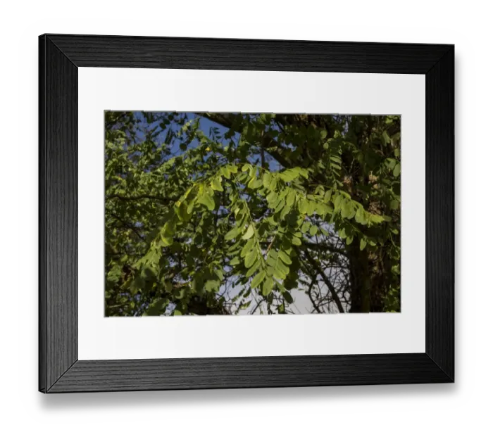 Framed Print : Robinia pseudoacacia, commonly known as the Black Locust or False Acacia, is a tree in the subfamily Faboideae Framed Print : Robinia pseudoacacia, commonly known as the Black Locust or False Acacia, is a tree in the subfamily Faboideae