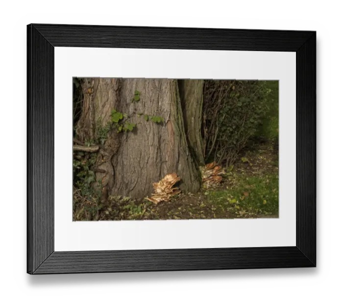 Framed Print : Grifola frondosa is a polypore mushroom that grows in clusters at the base of trees such as this one Framed Print : Grifola frondosa is a polypore mushroom that grows in clusters at the base of trees such as this one