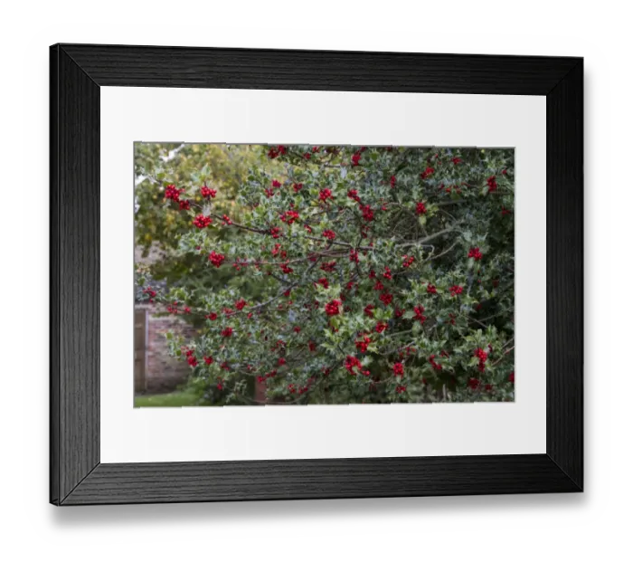 Framed Print : Common Holly berries -autumn Framed Print : Common Holly berries -autumn