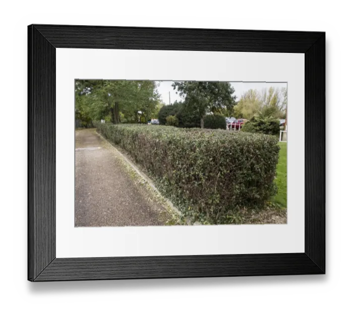 Framed Print : A holly hedge at Moulsham Mill Essex Framed Print : A holly hedge at Moulsham Mill Essex