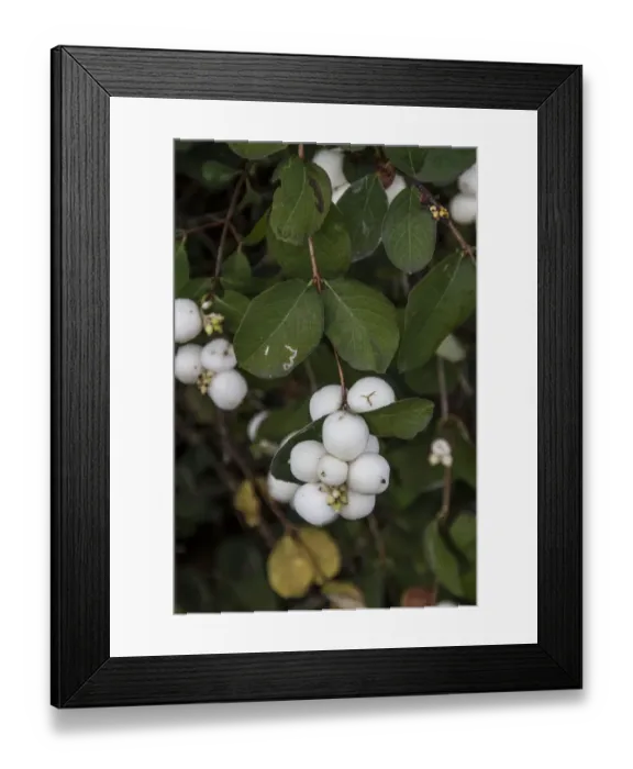 Framed Print : Snowberry berries - autumn