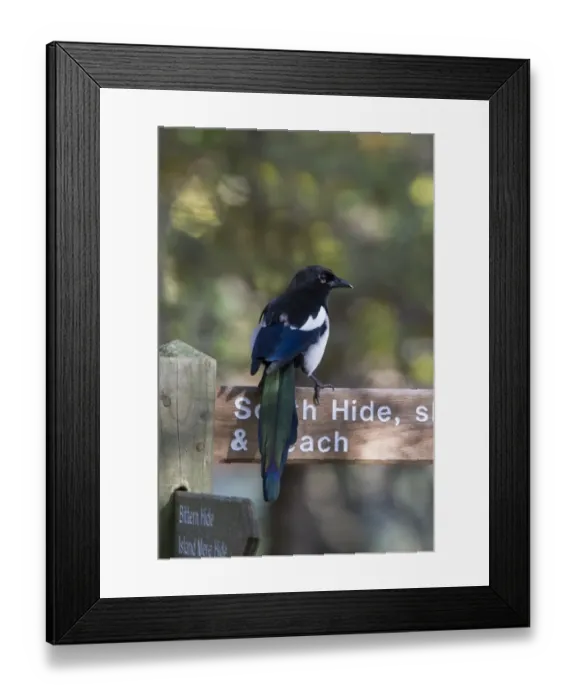 Framed Print : Common Magpie on path sign at RSPB Minsmere Suffolk. Note the excellent tail detail Framed Print : Common Magpie on path sign at RSPB Minsmere Suffolk. Note the excellent tail detail