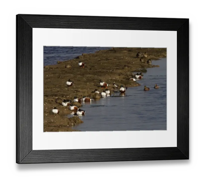 Framed Print : Mainly Shoveler males with some females also one lapwing and a pair of Wigeon. At the scrape RSPB Minsmere Suffolk Framed Print : Mainly Shoveler males with some females also one lapwing and a pair of Wigeon. At the scrape RSPB Minsmere Suffolk