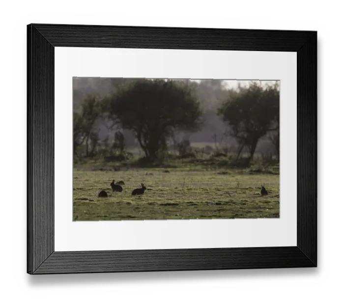 Framed Print : Rabbits grazing on heathland, Suffolk coast near Minsmere Framed Print : Rabbits grazing on heathland, Suffolk coast near Minsmere