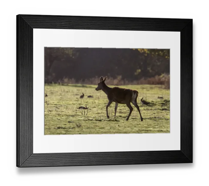Framed Print : Red Deer hind walking on heath land with grazing Rabbits, note the little flying ghats. Suffolk coast near Minsmere