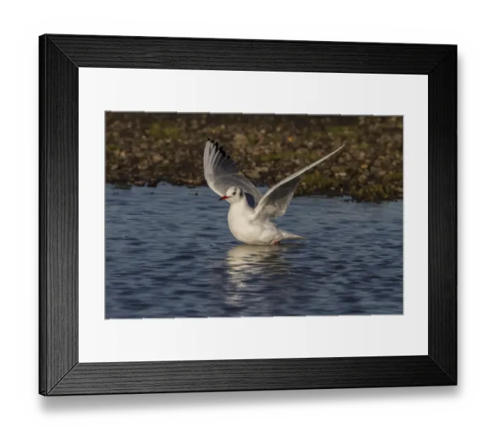 Framed Print : Black headed Gull in Winter plumage flying from fresh water pool - November Framed Print : Black headed Gull in Winter plumage flying from fresh water pool - November