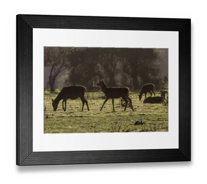Framed Print : Red Deer hinds with one sitting young male grazing on heath land. note the little flying ghats Framed Print : Red Deer hinds with one sitting young male grazing on heath land. note the little flying ghats