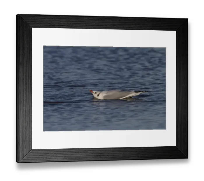 Framed Print : Black headed Gull in Winter plumage in an submissive, aggressive, pose, l - November Framed Print : Black headed Gull in Winter plumage in an submissive, aggressive, pose, l - November