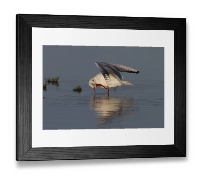 Framed Print : Black headed Gull in Winter plumage preening in fresh water pool - November Framed Print : Black headed Gull in Winter plumage preening in fresh water pool - November