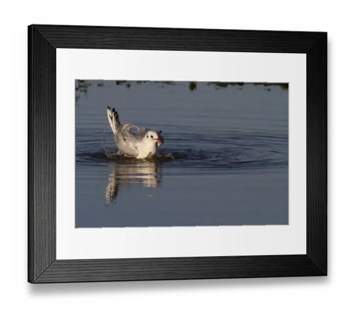 Framed Print : Black headed Gull in Winter plumage washing / preening in fresh water pool - November Framed Print : Black headed Gull in Winter plumage washing / preening in fresh water pool - November
