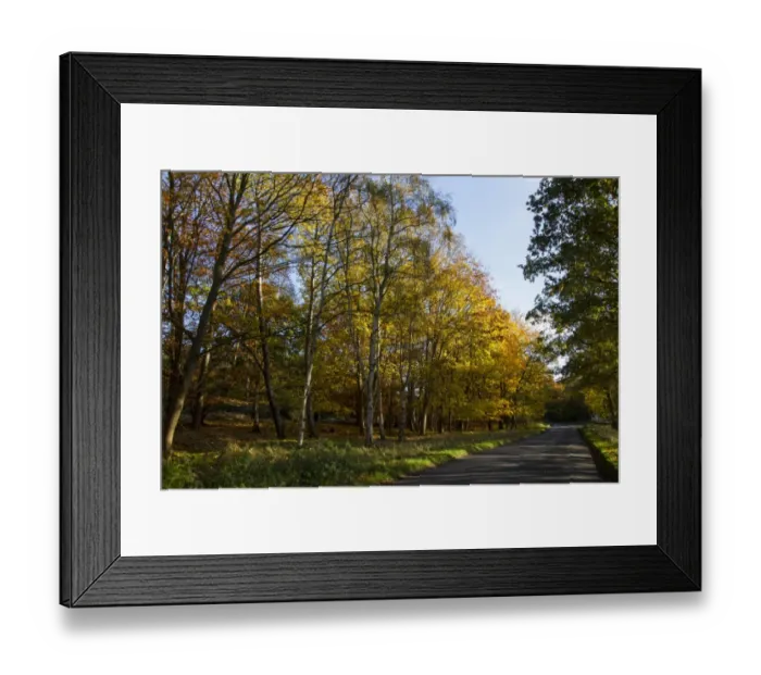 Framed Print : Silver birch trees in autumn colour by country road in Tunstall Forest, Suffolk