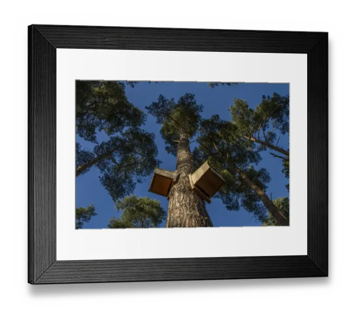 Framed Print : Looking up at two bat boxes to show the slit opening, Tunstall Forest Suffolk Framed Print : Looking up at two bat boxes to show the slit opening, Tunstall Forest Suffolk