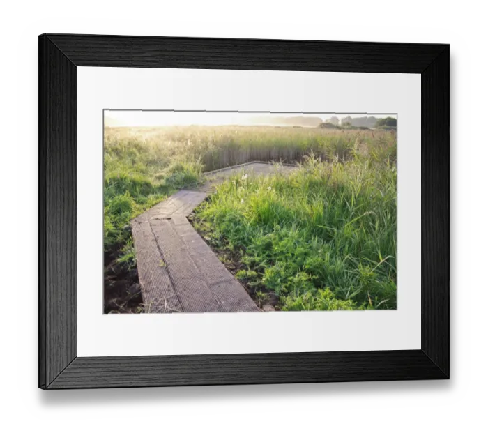 Framed Print : Boardwalk and viewing platform in reedbed of river valley fen habitat at sunrise, Middle Fen Framed Print : Boardwalk and viewing platform in reedbed of river valley fen habitat at sunrise, Middle Fen