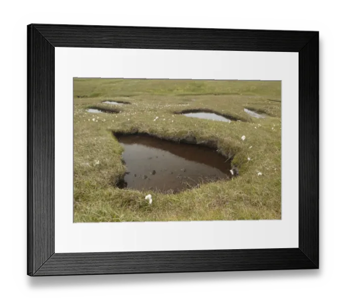 Framed Print : Peat moorland habitat with open pools and cotton-grass, Hermaness National Nature Reserve, Unst, Shetland Islands Framed Print : Peat moorland habitat with open pools and cotton-grass, Hermaness National Nature Reserve, Unst, Shetland Islands