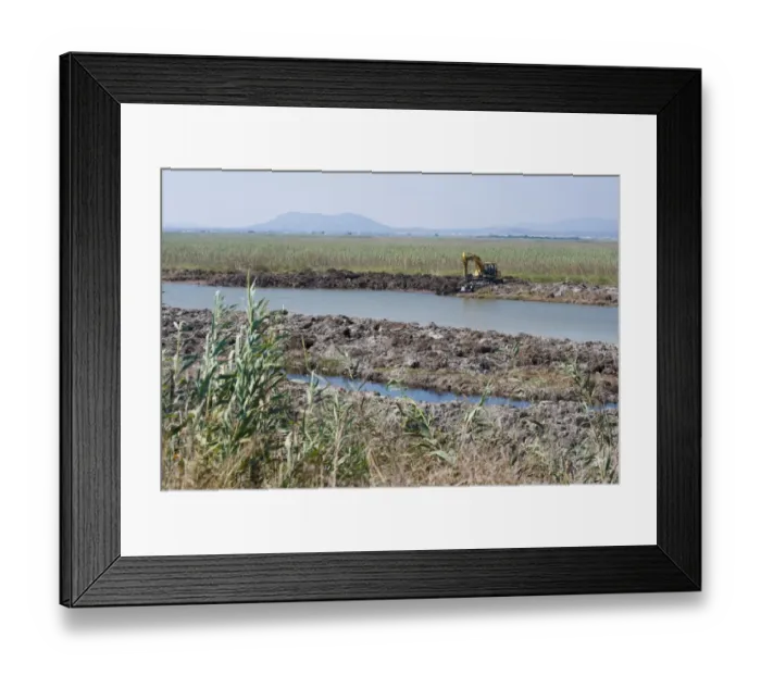 Framed Print : Excavator clearing canal in marshland habitat,s Albufera De Mallorca Natural Park, Muro and Sa Pobla, Majorca Framed Print : Excavator clearing canal in marshland habitat,s Albufera De Mallorca Natural Park, Muro and Sa Pobla, Majorca