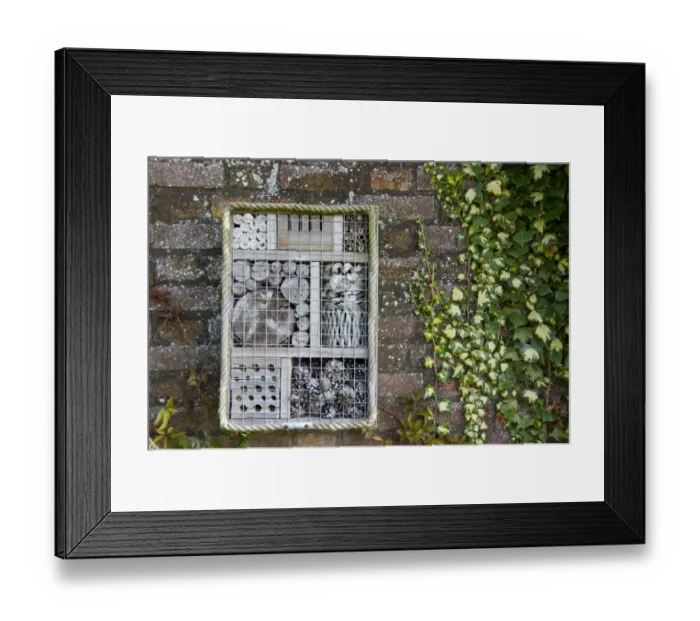 Framed Print : Invertebrate refuge fixed to brick wall, Norfolk, England, August Framed Print : Invertebrate refuge fixed to brick wall, Norfolk, England, August