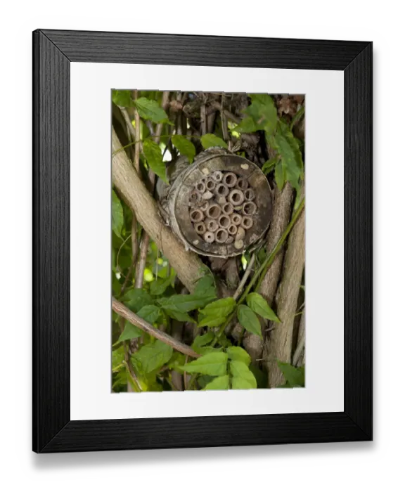 Framed Print : Invertebrate refuge fixed to branches, Norfolk, England, August