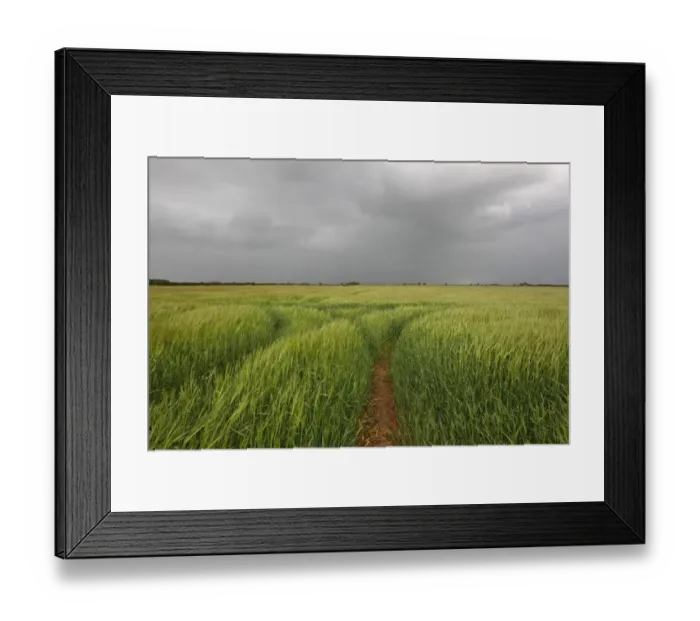 Framed Print : Barley (Hordeum vulgare) crop, ripening field and stormclouds, Hemswell, Lincolnshire, England, june Framed Print : Barley (Hordeum vulgare) crop, ripening field and stormclouds, Hemswell, Lincolnshire, England, june