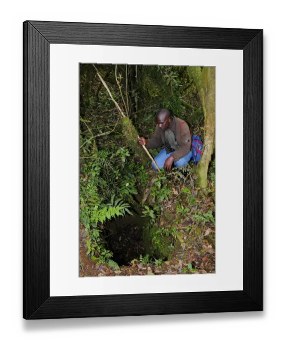 Framed Print : Poacher trap in tropical montane forest, Nyungwe Forest N. P. Albertine Rift, Rwanda, october Framed Print : Poacher trap in tropical montane forest, Nyungwe Forest N. P. Albertine Rift, Rwanda, october