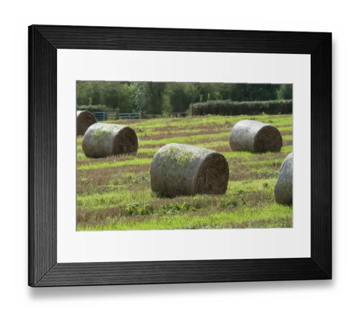 Framed Print : Barley (Hordeum vulgare) crop, large round straw bales with sprouting growth in field during wet weather Framed Print : Barley (Hordeum vulgare) crop, large round straw bales with sprouting growth in field during wet weather