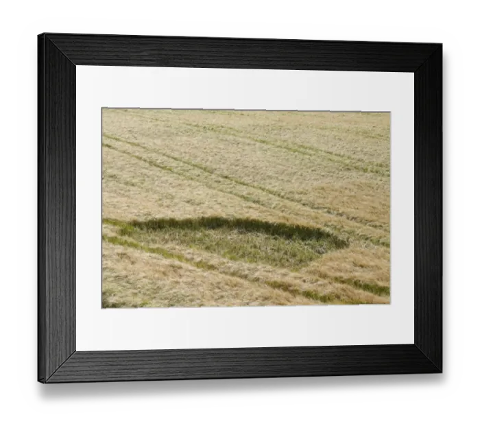 Framed Print : Barley (Hordeum vulgare) crop, field with Jackdaw (Corvus monedula) damage, Isle of Man, August Framed Print : Barley (Hordeum vulgare) crop, field with Jackdaw (Corvus monedula) damage, Isle of Man, August