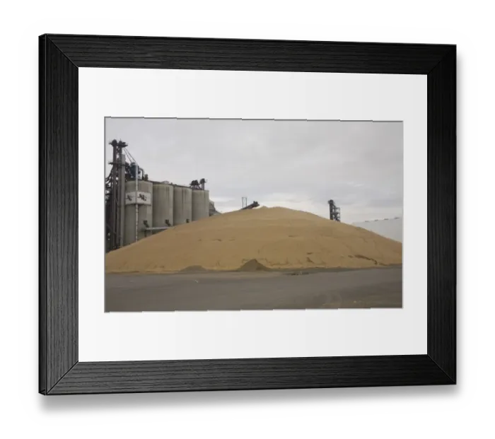 Framed Print : Soya Bean (Glycine max) harvested crop, dumped on ground beside full bins during harvest, James Valley Grain