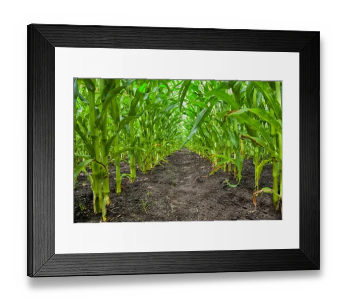 Framed Print : Maize (Zea mays) forage crop, grown for dairy cows, Salmesbury, Lancashire, England, August Framed Print : Maize (Zea mays) forage crop, grown for dairy cows, Salmesbury, Lancashire, England, August